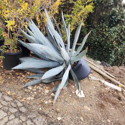 Yorba Linda Nursery - Half of the plants were fallen over and severely damaged.