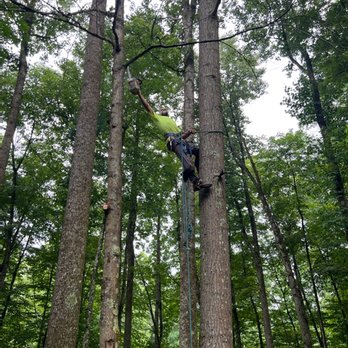 Out on a limb professional tree care - Tree Services Near Me Out on a limb professional tree care - Tree Services Near Me
