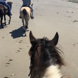 Galveston Island Horse and Pony Rides - Horse on beach