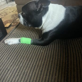 Modern Animal Costa Mesa - Mya at home after her dental cleaning - Veterinarians Near Me - Costa Mesa, California Modern Animal Costa Mesa - Mya at home after her dental cleaning - Veterinarians Near Me - Costa Mesa, California