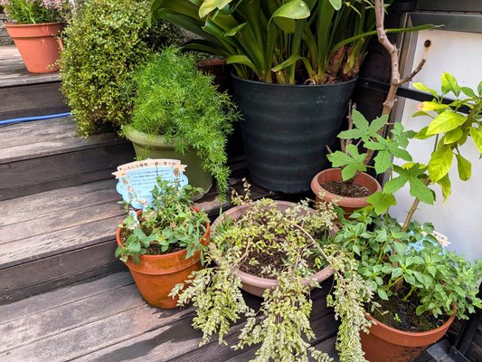 Peter Rabbit Garden Cafe by null