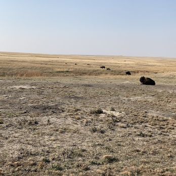 Badlands National Park - buffalo - Parks Near Me - Interior, South Dakota Badlands National Park - buffalo - Parks Near Me - Interior, South Dakota