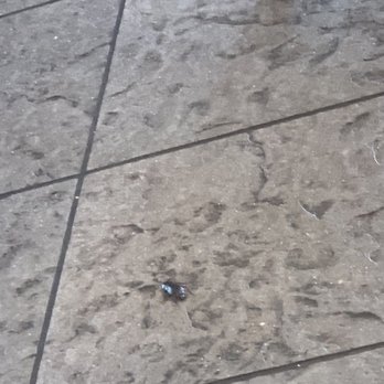 Five Guys - Live roach ew - Burgers Near Me - Brentwood, California