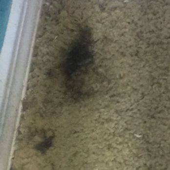 Dunrite Plumbing - Ruined carpet - Plumbing Near Me - Broken Arrow, Oklahoma