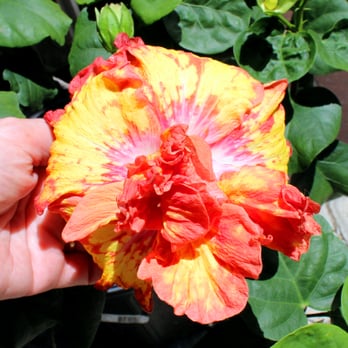 Rainbow Gardens - Beautiful hibiscus! - Nurseries & Gardening Near Me - San Antonio, Texas