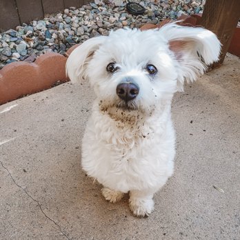 Cotton Candy Cut - Lola Before - Pet Groomers Near Me