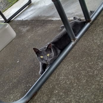 What's Shakin' - Super cool cats all throughout the island has a ton of feral cats this is one at the patio prob shouldnt feed these guys - Breakfast & Brunch Near Me - Pepeekeo, Hawaii What's Shakin' - Super cool cats all throughout the island has a ton of feral cats this is one at the patio prob shouldnt feed these guys - Breakfast & Brunch Near Me - Pepeekeo, Hawaii