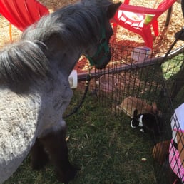 Petting pony