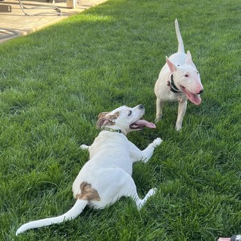 Lucky K9s - Pet Training Near Me