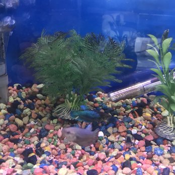 Tropical Fishworld & Pets - More female bettas living together, aka a sorority - Local Fish Stores Near Me - Garden Grove, California Tropical Fishworld & Pets - More female bettas living together, aka a sorority - Local Fish Stores Near Me - Garden Grove, California