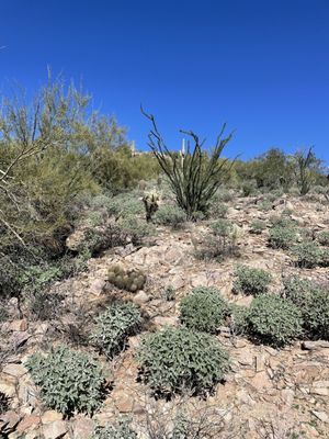 Lost Dog Wash Trailhead by null