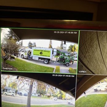 Shipman Tree Service - Support photos of shipman's cutting trees they said they didn't work on - Tree Services Near Me - Visalia, California