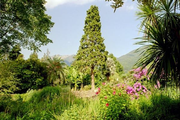 Isole di Brissago by null