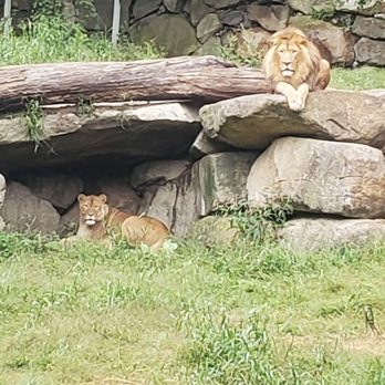 Southwick's Zoo - Lions - Amusement Parks Near Me - Mendon, Massachusetts Southwick's Zoo - Lions - Amusement Parks Near Me - Mendon, Massachusetts