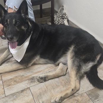 Jones Veterinary Clinic - Klaus loves Dr. Ruth! - Veterinarians Near Me - Jones, Oklahoma Jones Veterinary Clinic - Klaus loves Dr. Ruth! - Veterinarians Near Me - Jones, Oklahoma