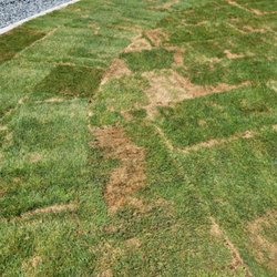 JB Instant Lawn