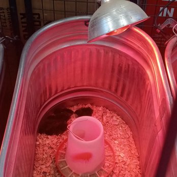Tractor Supply - Chicks. - Pet Stores Near Me - Murrieta, California Tractor Supply - Chicks. - Pet Stores Near Me - Murrieta, California