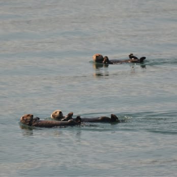 Major Marine Tours - Tours Near Me - Anchorage, Alaska Major Marine Tours - Tours Near Me - Anchorage, Alaska