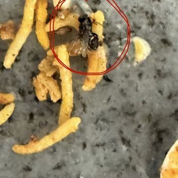 Masala District - Fly on Food @Masala District, Ontario - Indian Near Me - Ontario, California
