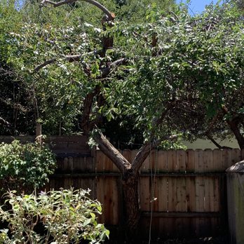 Garcia Professional Tree Service - After - Tree Services Near Me