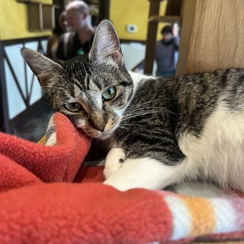 Seattle Meowtropolitan - Themed Cafes Near Me - Seattle, Washington Seattle Meowtropolitan - Themed Cafes Near Me - Seattle, Washington