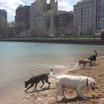 Dog Beach at Belmont Harbor - Dog Parks Near Me - Chicago, Illinois Dog Beach at Belmont Harbor - Dog Parks Near Me - Chicago, Illinois