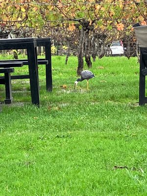 Wild Estate - The Untamed Winery by null