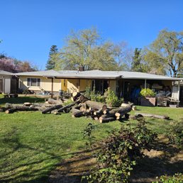 AshTree_After
