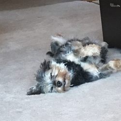 Dr. John's Dog and Cat Repair
