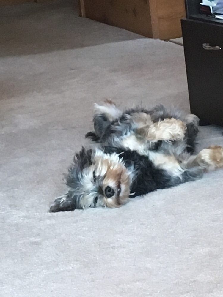 DR. JOHN’S DOG AND CAT REPAIR Updated July 2024 1100 Highway 45 S