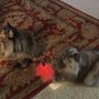 Photo of JenniFurrr's Pet Sitting and Dog Walking