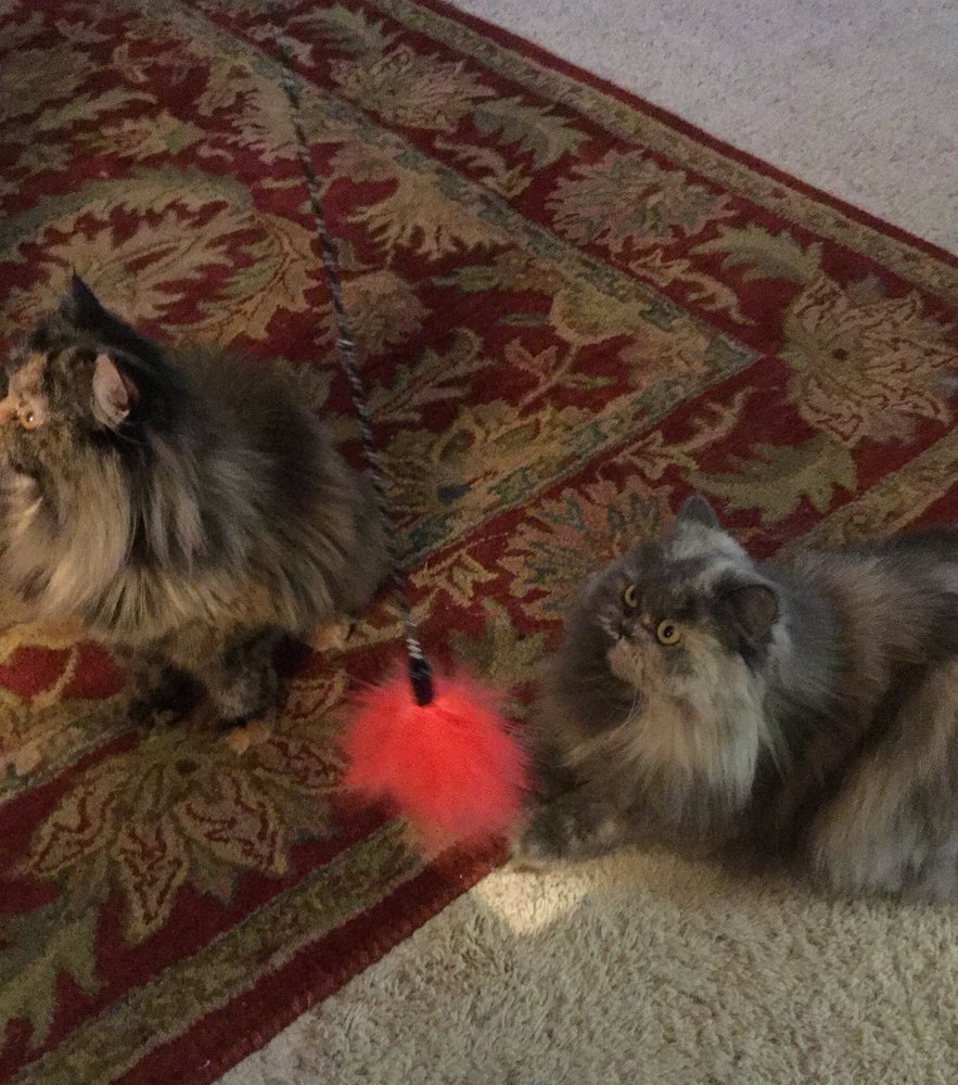 JenniFurrr's Pet Sitting and Dog Walking - pet boarding facility in Austin, TX