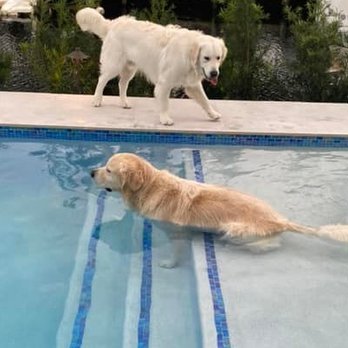 Peninsula Pool & Spa - Pool Cleaners Near Me - San Carlos, California Peninsula Pool & Spa - Pool Cleaners Near Me - San Carlos, California