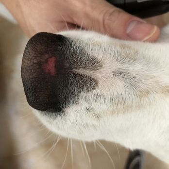 Camp Bow Wow - Layer of skin missing - Pet Boarding Near Me - Las Vegas, Nevada Camp Bow Wow - Layer of skin missing - Pet Boarding Near Me - Las Vegas, Nevada