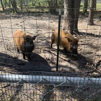 Tregembo Animal Park - Zoos Near Me - Wilmington, North Carolina Tregembo Animal Park - Zoos Near Me - Wilmington, North Carolina