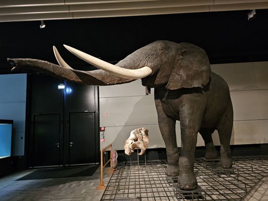 Senckenberg Nature Museum by null