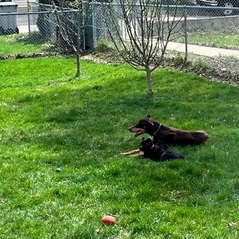 Americana Cane Corso - Pet Breeders Near Me - Cable, Ohio