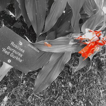 Royal Botanic Garden Edinburgh - Botanical Gardens Near Me - Edinburgh, EDH