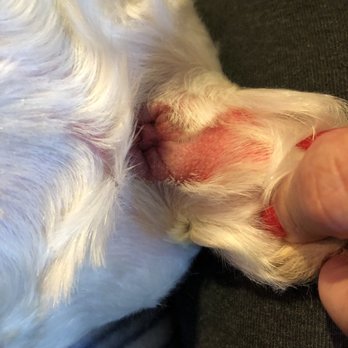 Petco - This is my dogs tail after being groomed. - Pet Stores Near Me - Palmdale, California