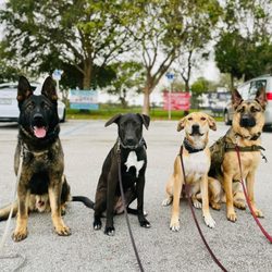 Advanced K9 Academy - Advanced K9 training in action!