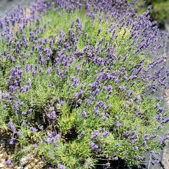 Pleasant Valley Lavender - Pick Your Own Farms Near Me - Morganville, New Jersey Pleasant Valley Lavender - Pick Your Own Farms Near Me - Morganville, New Jersey