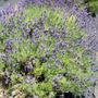 Photo of Pleasant Valley Lavender