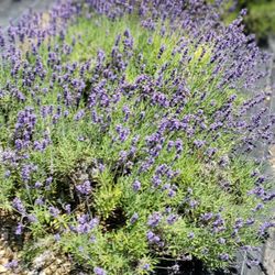 Pleasant Valley Lavender
