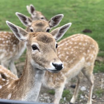 Olympic Game Farm - Bambi - Zoos Near Me - Sequim, Washington Olympic Game Farm - Bambi - Zoos Near Me - Sequim, Washington