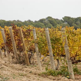 Bodega Miquel Jané - Wineries Near Me - Fontrubí, B