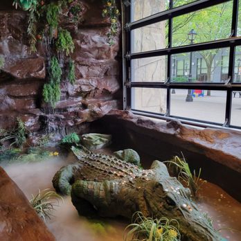 Rainforest Cafe - Alligator - Cafes Near Me - Niagara Falls, New York Rainforest Cafe - Alligator - Cafes Near Me - Niagara Falls, New York