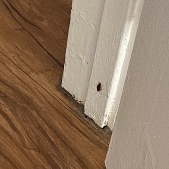 Los Angeles Property Management Group - Cockroach at 4226 Stillwell Ave #7 - Property Management Near Me - Studio City, California Los Angeles Property Management Group - Cockroach at 4226 Stillwell Ave #7 - Property Management Near Me - Studio City, California
