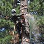 Photo of Acumen Tree Service