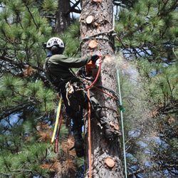 Acumen Tree Service - Technical rigging