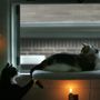 Photo of Forgotten Felines and Fidos